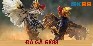 Đá gà GK88